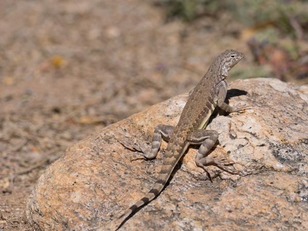 Callisaurus draconoides